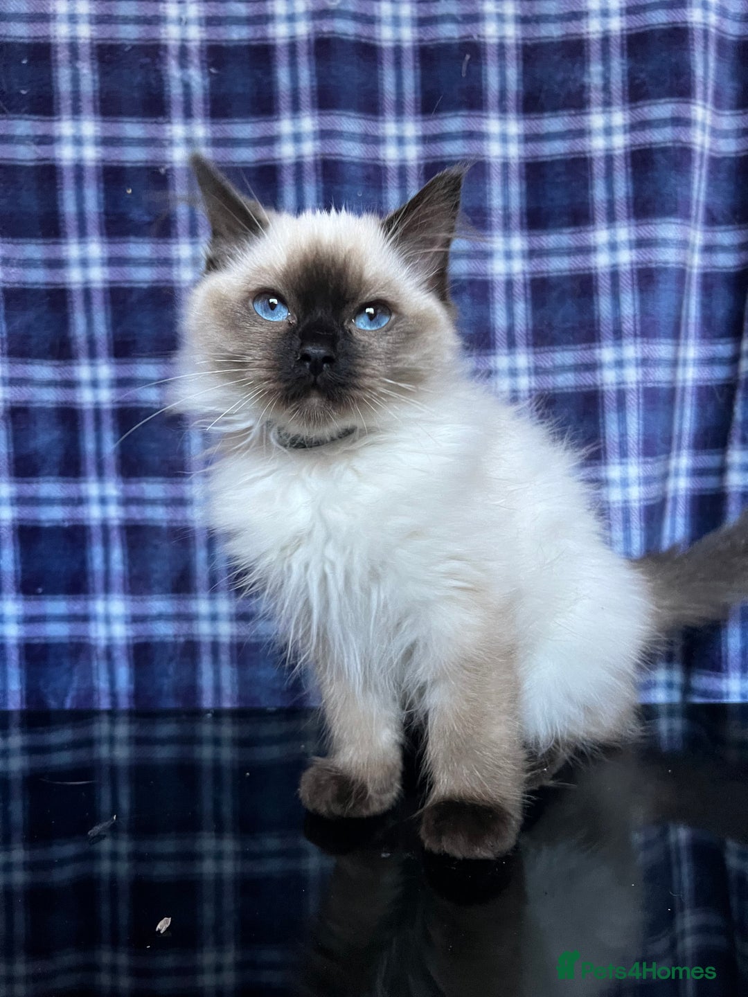 Ragdoll cats for sale: FIFe Registered Ragdoll Kittens Champion Line  - Image 38