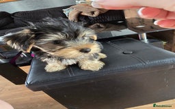 Yorkshire Terrier dogs for sale: Yorkshire terriers puppy's  - Image 4