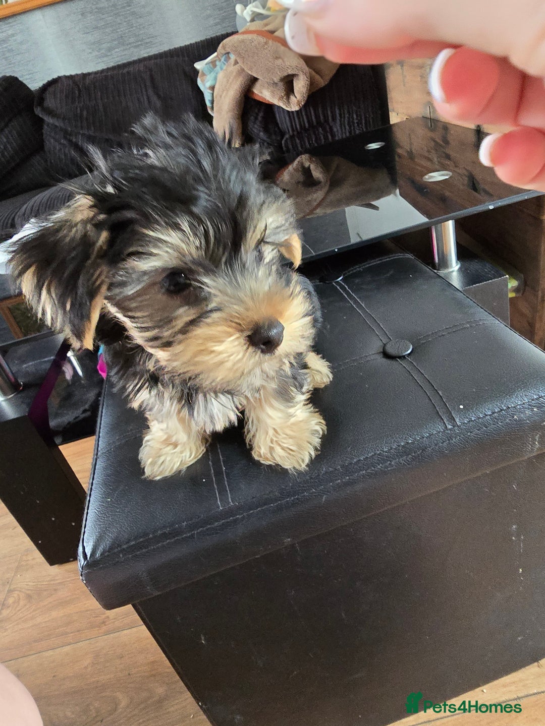 Yorkshire Terrier dogs for sale: Yorkshire terriers puppy's  - Image 4