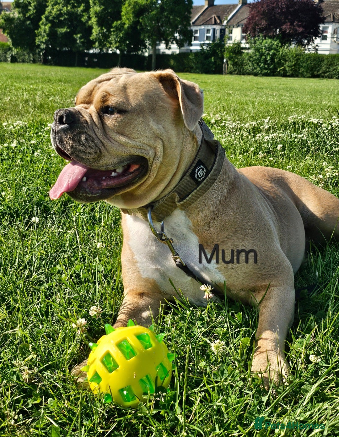 Olde English Bulldogge dogs for sale: Olde english bulldog  - Image 20