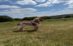 Cocker Spaniel dogs for sale: 1 year old cocker spaniel - very nervous - Image 3