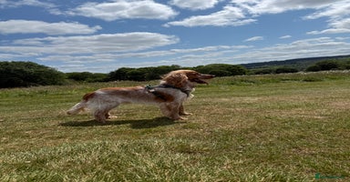 Cocker Spaniel dogs - Advert 10