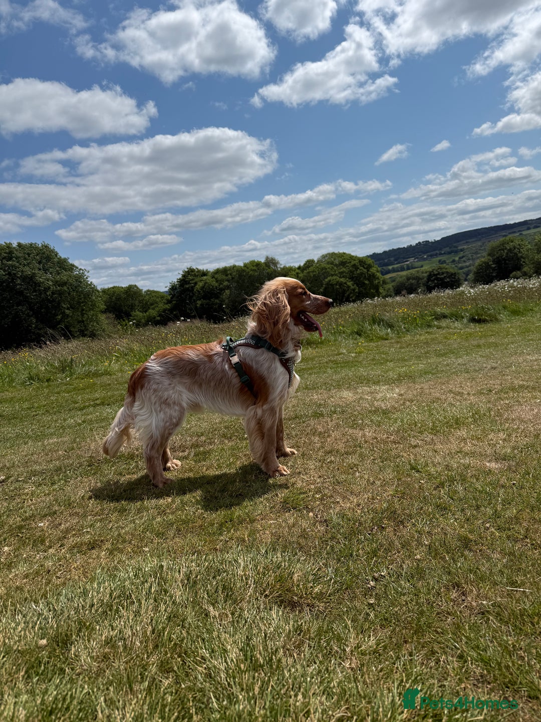 Cocker Spaniel dogs for sale: 1 year old cocker spaniel - very nervous - Image 3