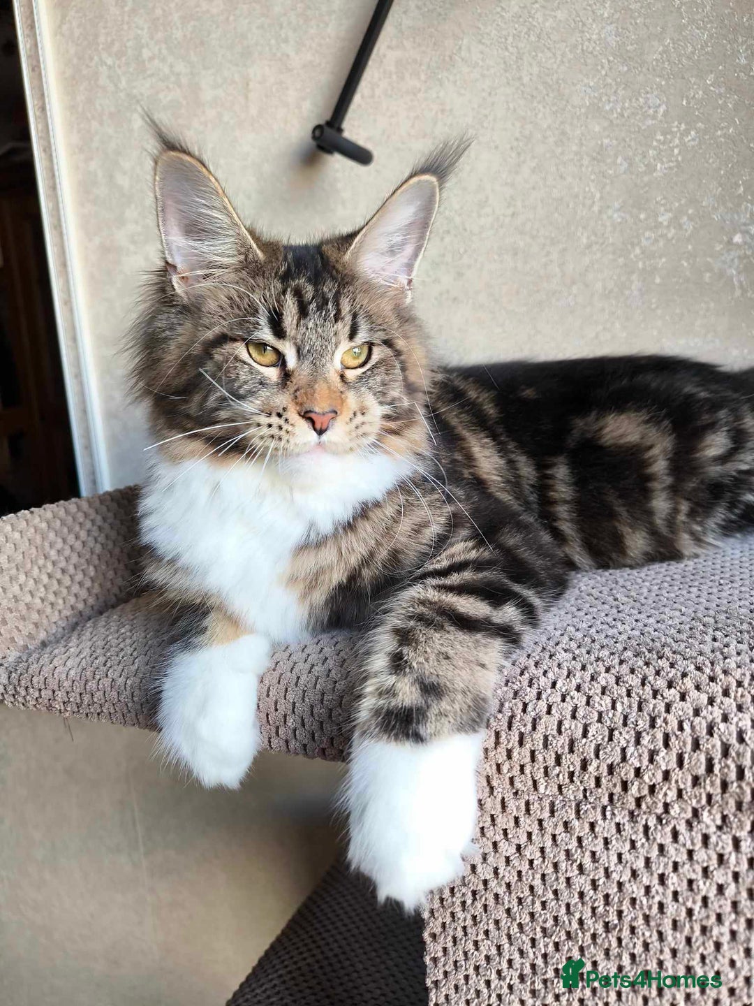 Maine Coon cats for sale:  GCCF Champion Title Maine Coon - Image 3