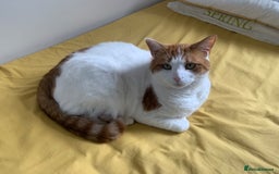 British Shorthair cats for sale: Three years cat  - Image 2