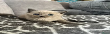 British Shorthair 1