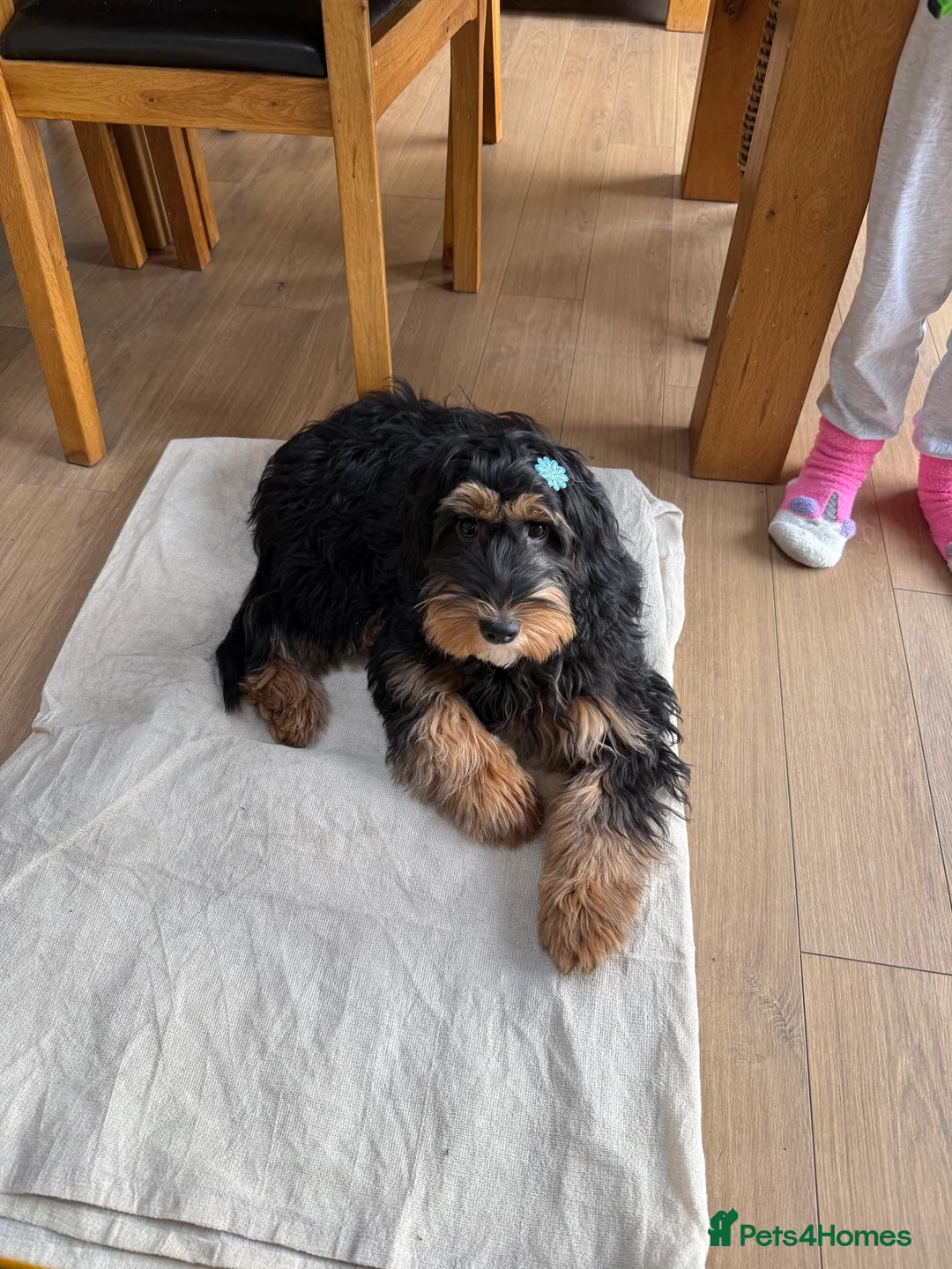 Mixed Breed dogs for sale: 6 month old puppy dog cross cockapoo black tan  - Advert 2