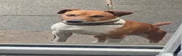 Plummer Terrier dogs for sale: Last two Plummer terrier puppies !! in Bradford - Advert 11