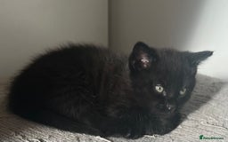 Ragdoll cats for sale: Ragdoll mix (available Now)  - Image 15