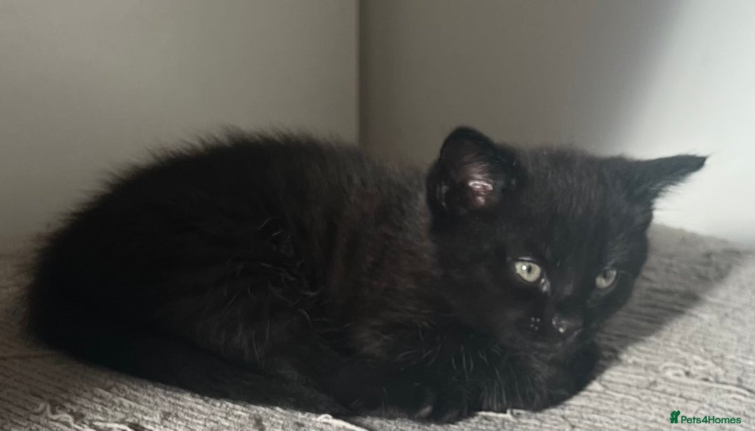 Ragdoll cats for sale: Ragdoll mix (available Now)  - Image 15