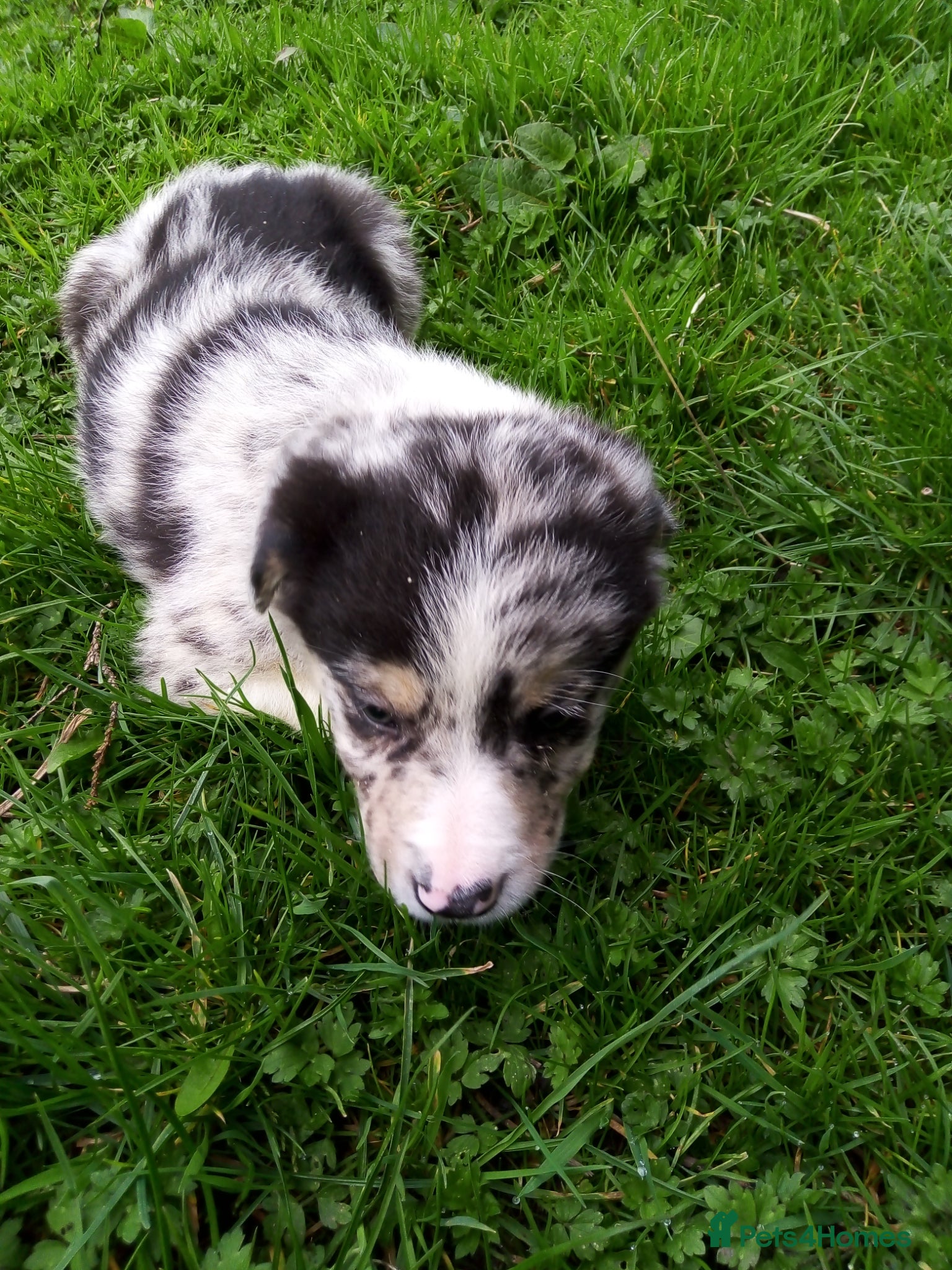 Mixed Breed dogs Blue Merle Bearded Border Collies - Advert 16