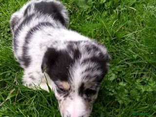 Mixed Breed dogs Blue Merle Bearded Border Collies - Advert 16