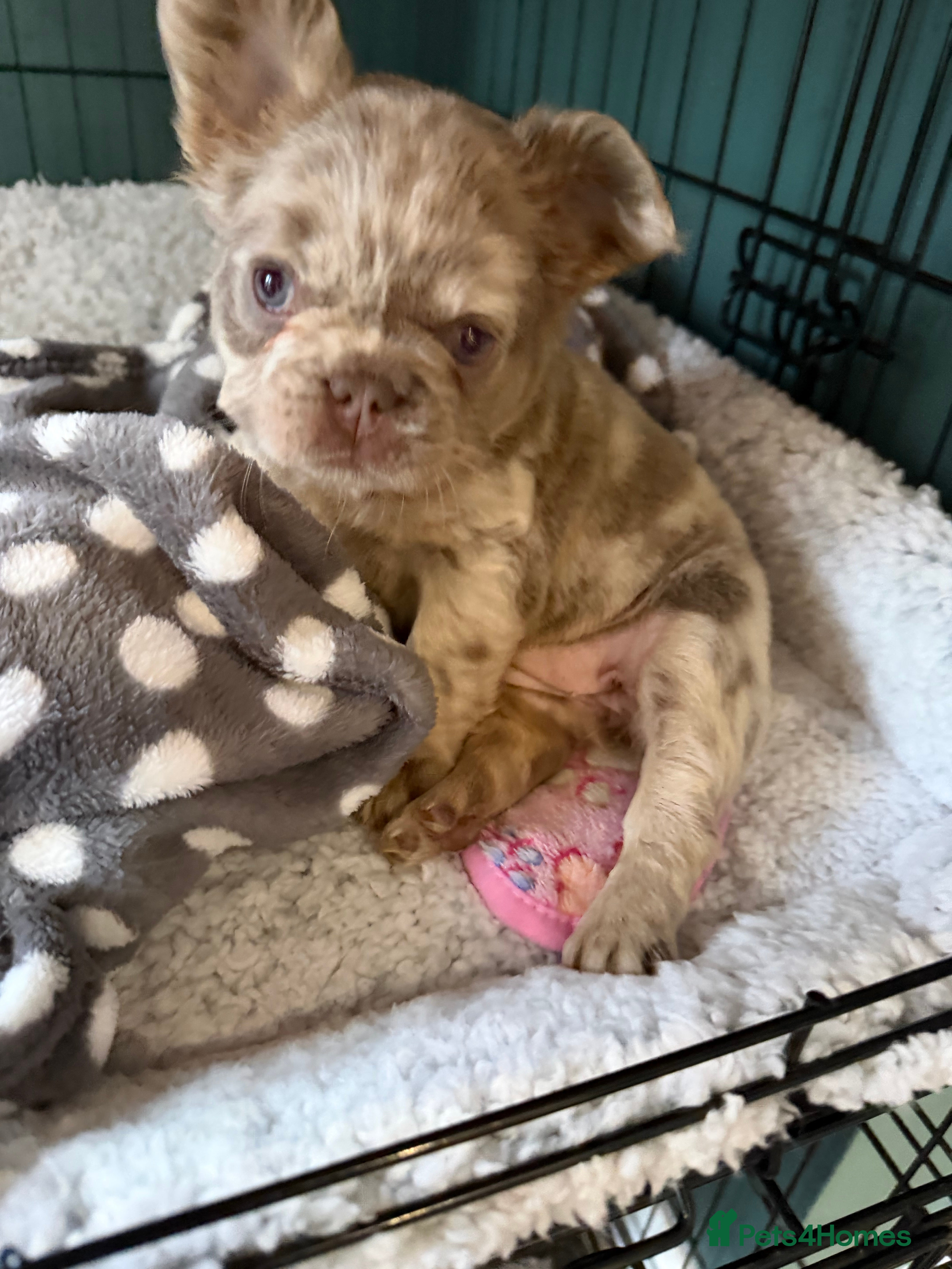 French Bulldog dogs Visual Full fluffy French Bulldog Puppy - Advert 4