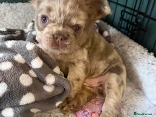 French Bulldog dogs Visual Full fluffy French Bulldog Puppy - Advert 1