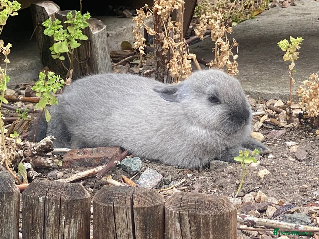 Mixed Breed rabbits for sale: Two Baby Rabbits  in Melton Mowbray - Advert 1