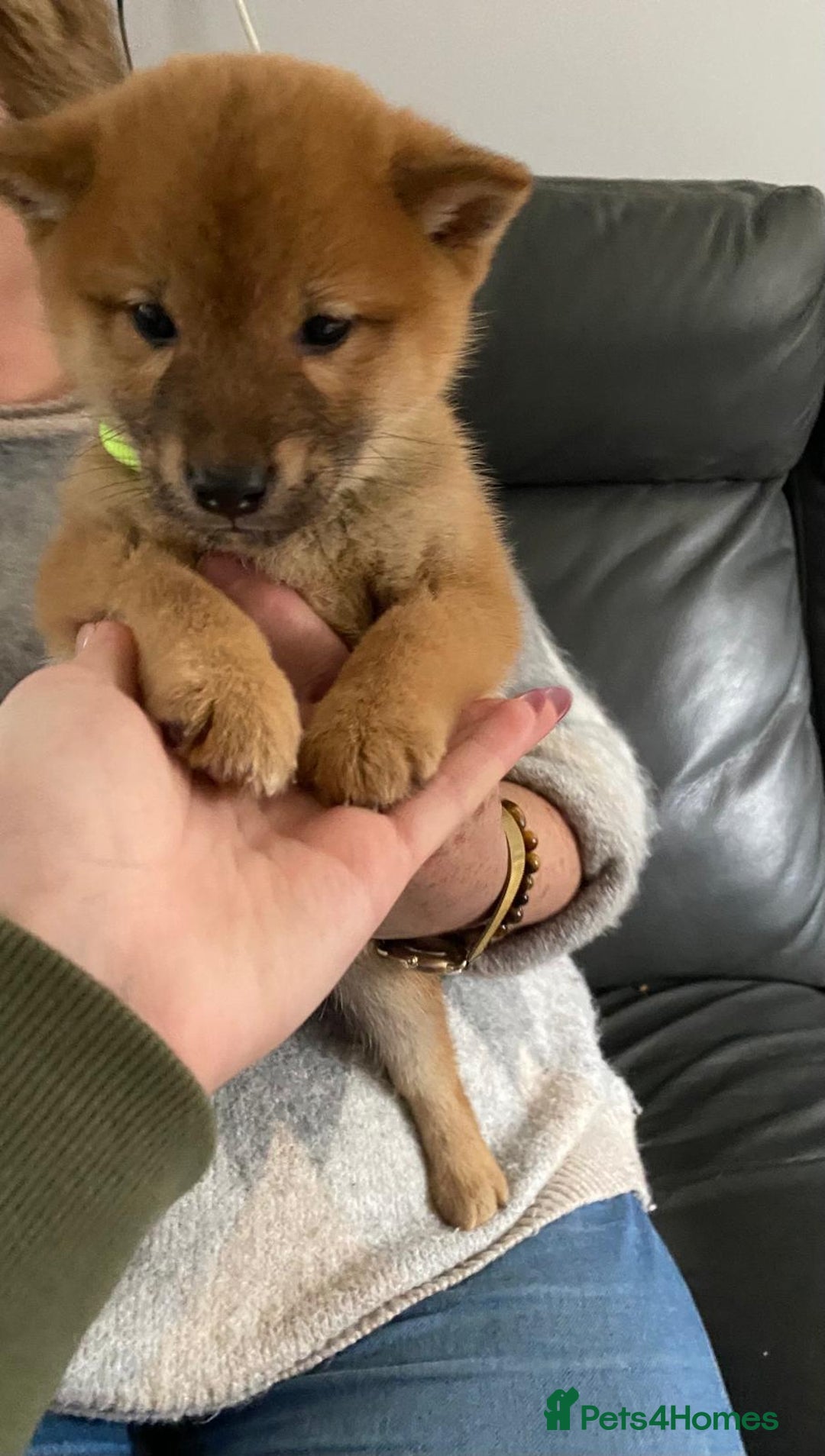 Japanese Shiba Inu dogs for sale: Gorgeous Shibas  - Image 21