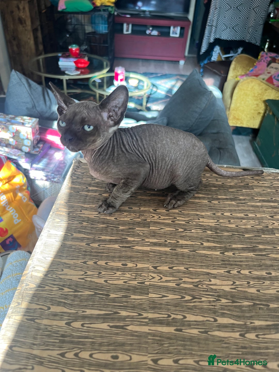 Sphynx cats for sale: Chocolate Canadian Sphynx boy - Advert 3