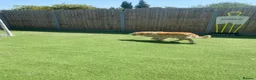 Golden Retriever dogs for sale: Beautiful Golden Retriever - Forever Home 🏡  - Advert 5