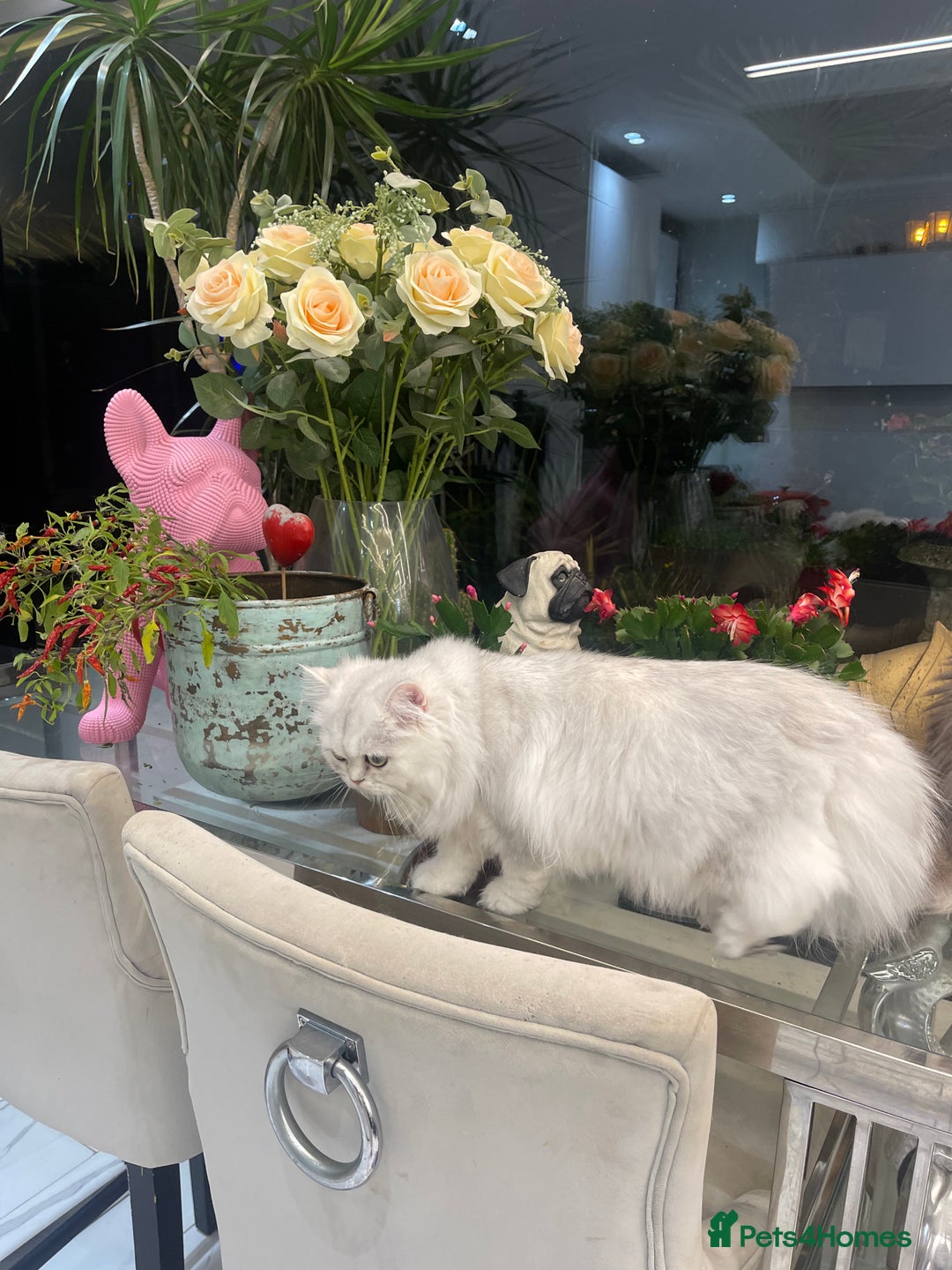 Persian cats for sale: Silver Persian chinchilla kittens  - Advert 9