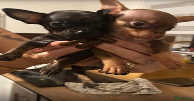 Chihuahua dogs Beautiful little Chi ready to go next week🐾 - Advert 15