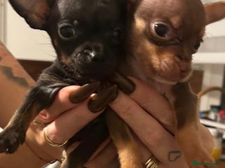 Chihuahua dogs Beautiful little Chi ready to go next week🐾 - Advert 10