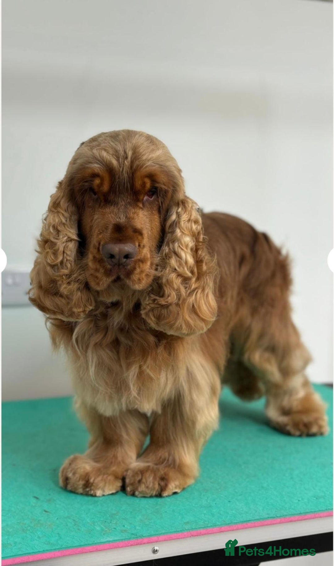 Cocker Spaniel dogs for sale: DNA Tested parents, Quality, Show Type puppies - Advert 11