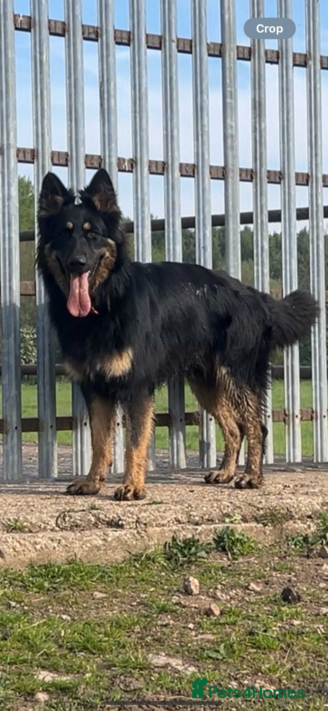 German Shepherd dogs for stud: STUD KC registered Black and Tan German shepherd  in Nottingham - Advert 8