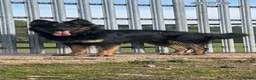 German Shepherd dogs for stud: STUD KC registered Black and Tan German shepherd  in Nottingham - Advert 8