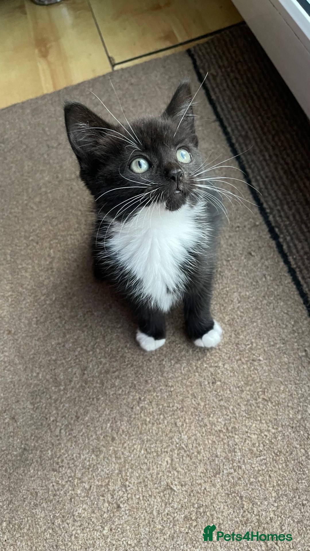 Mixed Breed cats 1 Beautiful Female Kitten Left  - Advert 2