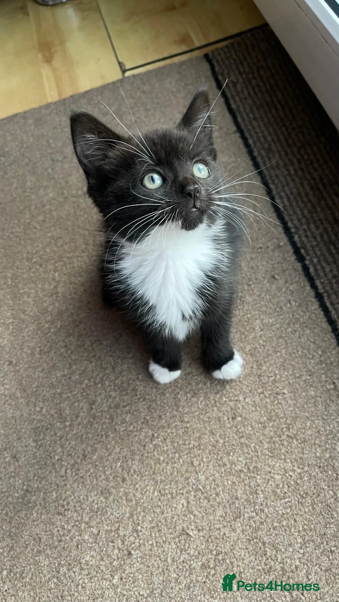 Mixed Breed cats for sale: 1 Beautiful Female Kitten Left  - Advert 1