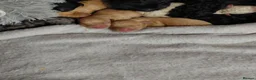 Cockapoo dogs for sale: 5* F2B Merle Cockapoo Puppies 🐶  - Advert 14