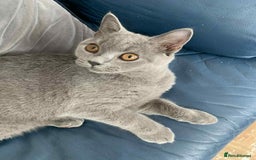 British Shorthair cats for sale: Gorgeous British Blue Boy For Sale - Image 4