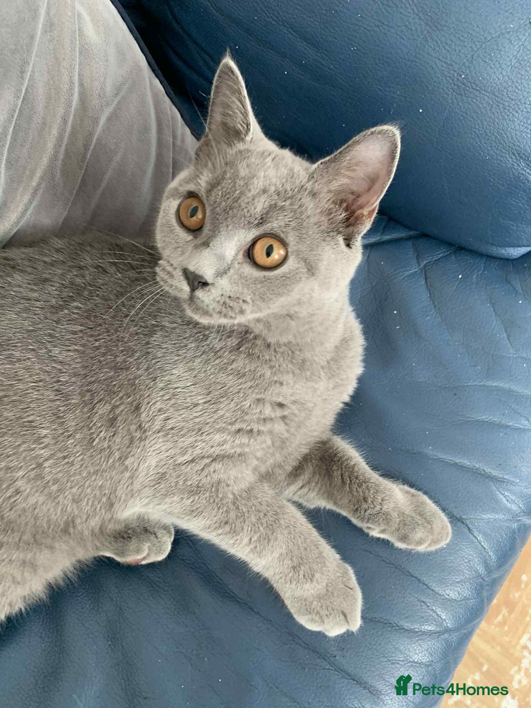 British Shorthair cats for sale: Gorgeous British Blue Boy For Sale - Image 4