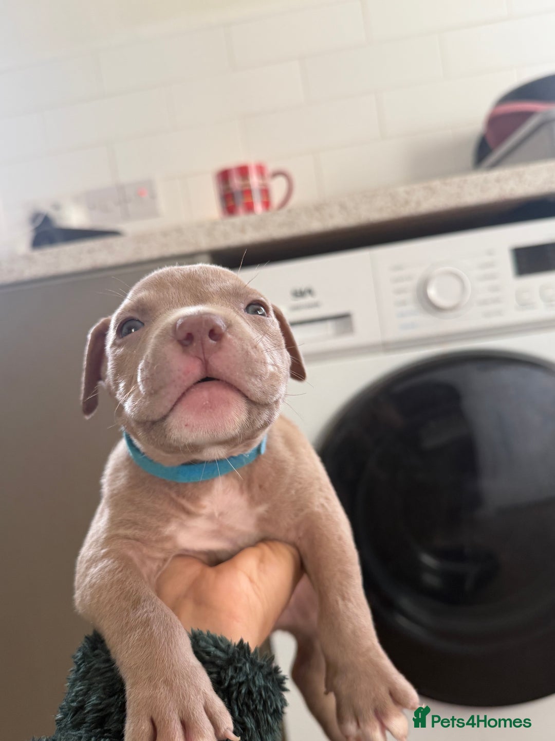 American Bully dogs for sale: 8 gorgeous American Bully pups 🐶 - Advert 6