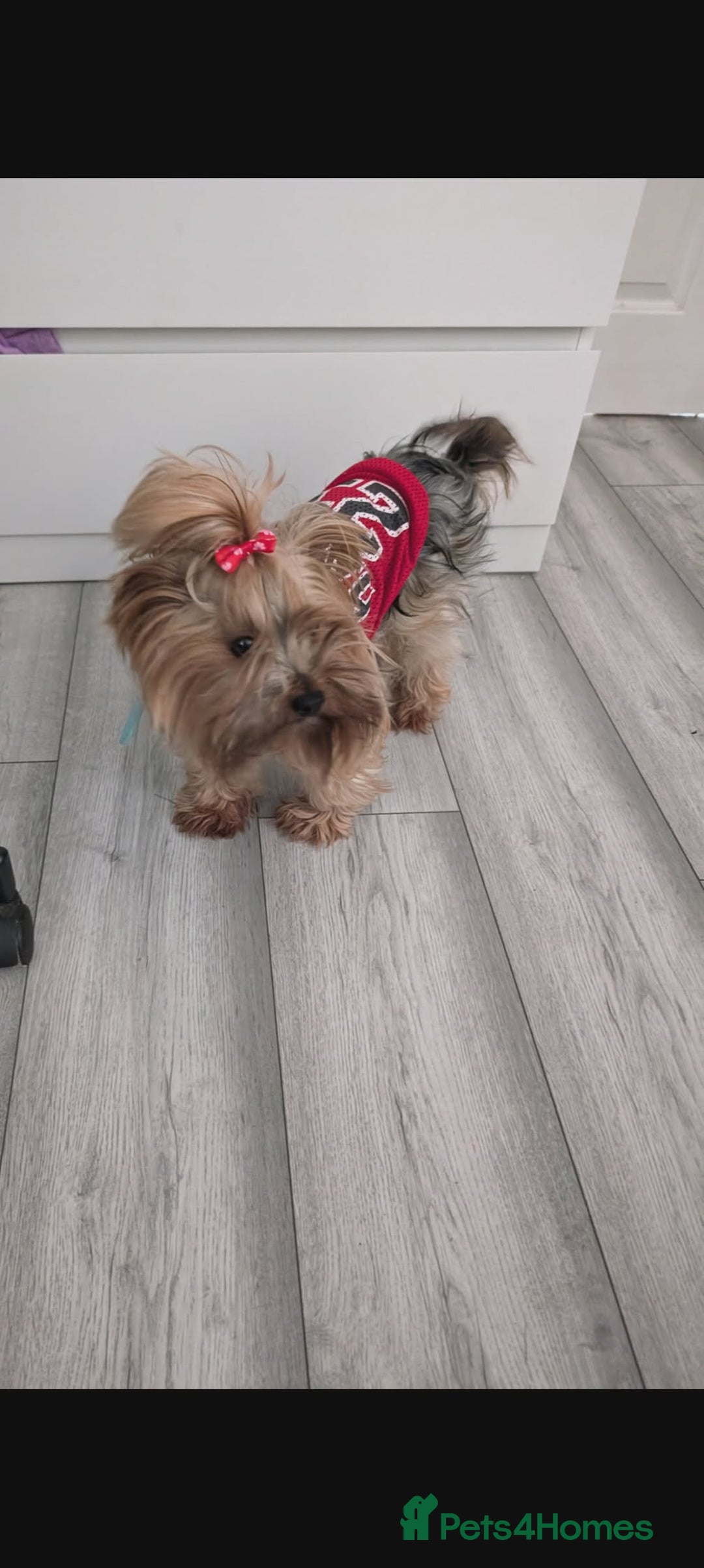Yorkshire Terrier dogs for sale: Yorkshire terrier for sale - Advert 3