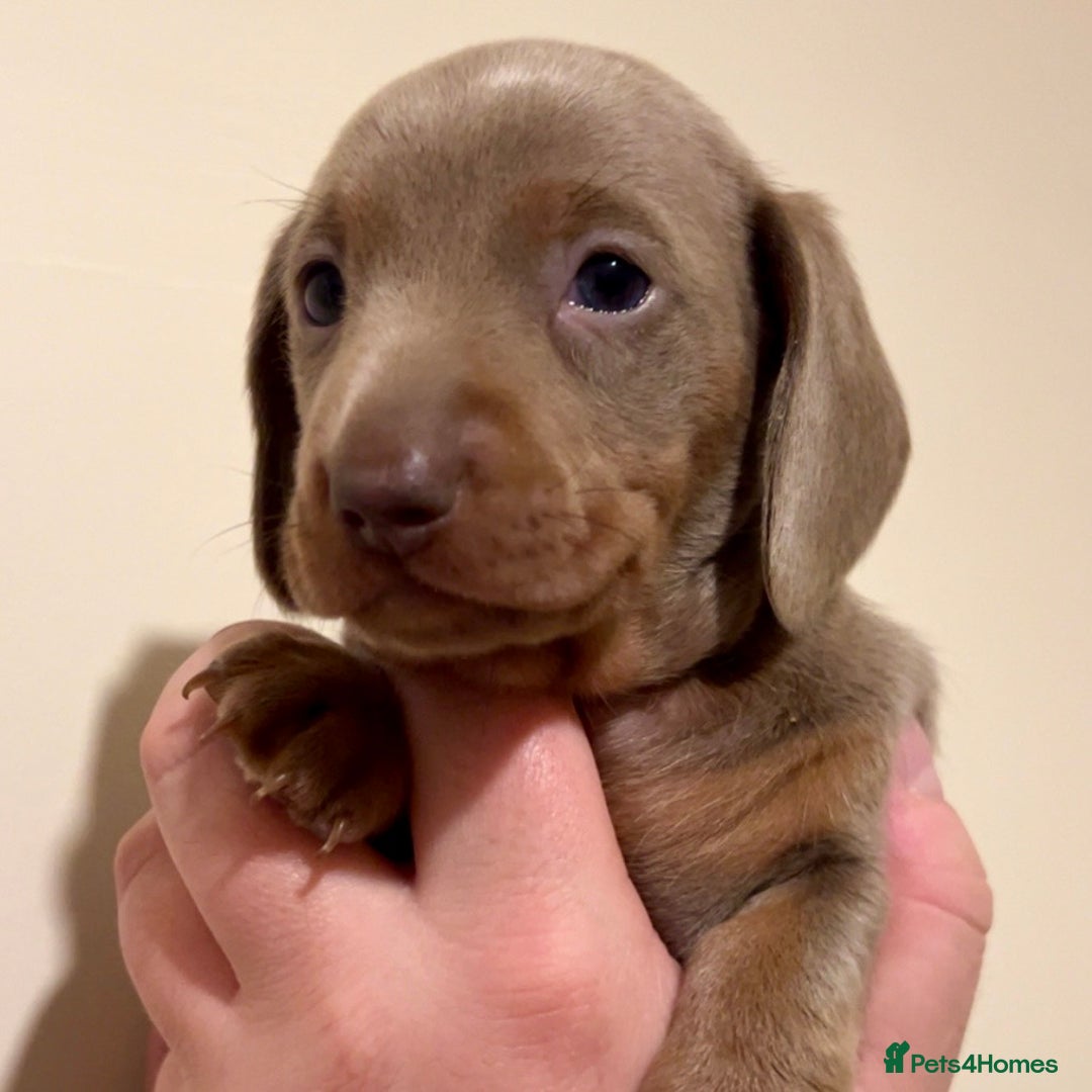 Miniature Dachshund dogs for sale: 🐾Beautiful kc mini dachshund pups ready 20 Dec🐾 - Advert 11