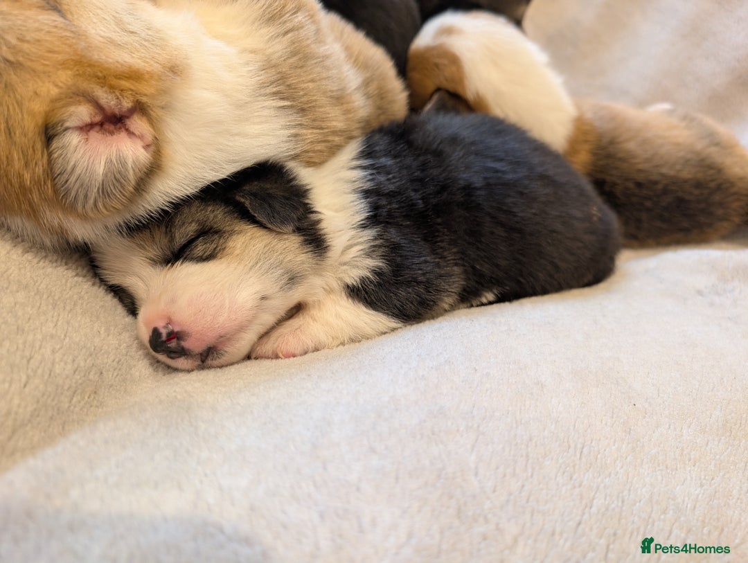 Welsh Corgi Pembroke dogs for sale: 9 Stunning Corgis  - Image 16