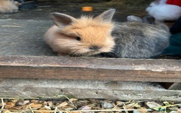 Lionhead rabbits for sale: Angora X lionheads- READY TO RESERVE- DOB- 3/10/25 - Image 6