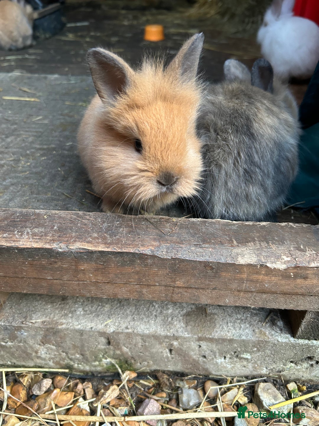Lionhead rabbits for sale: Angora X lionheads- READY TO RESERVE- DOB- 3/10/25 - Image 6