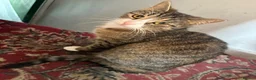 Mixed Breed cats for sale: Cat and kitten - Advert 3