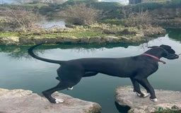 Great Dane dogs for sale: Female Great Dane  - Image 6