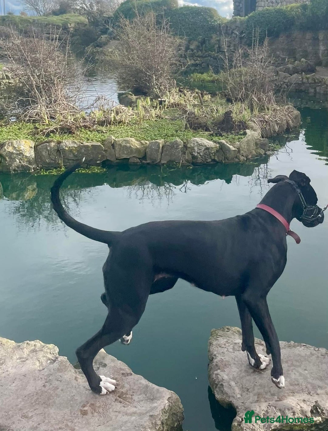 Great Dane dogs for sale: Female Great Dane  - Image 6