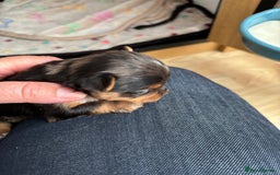 Yorkshire Terrier dogs for sale: Yorkshire terriers - Image 12