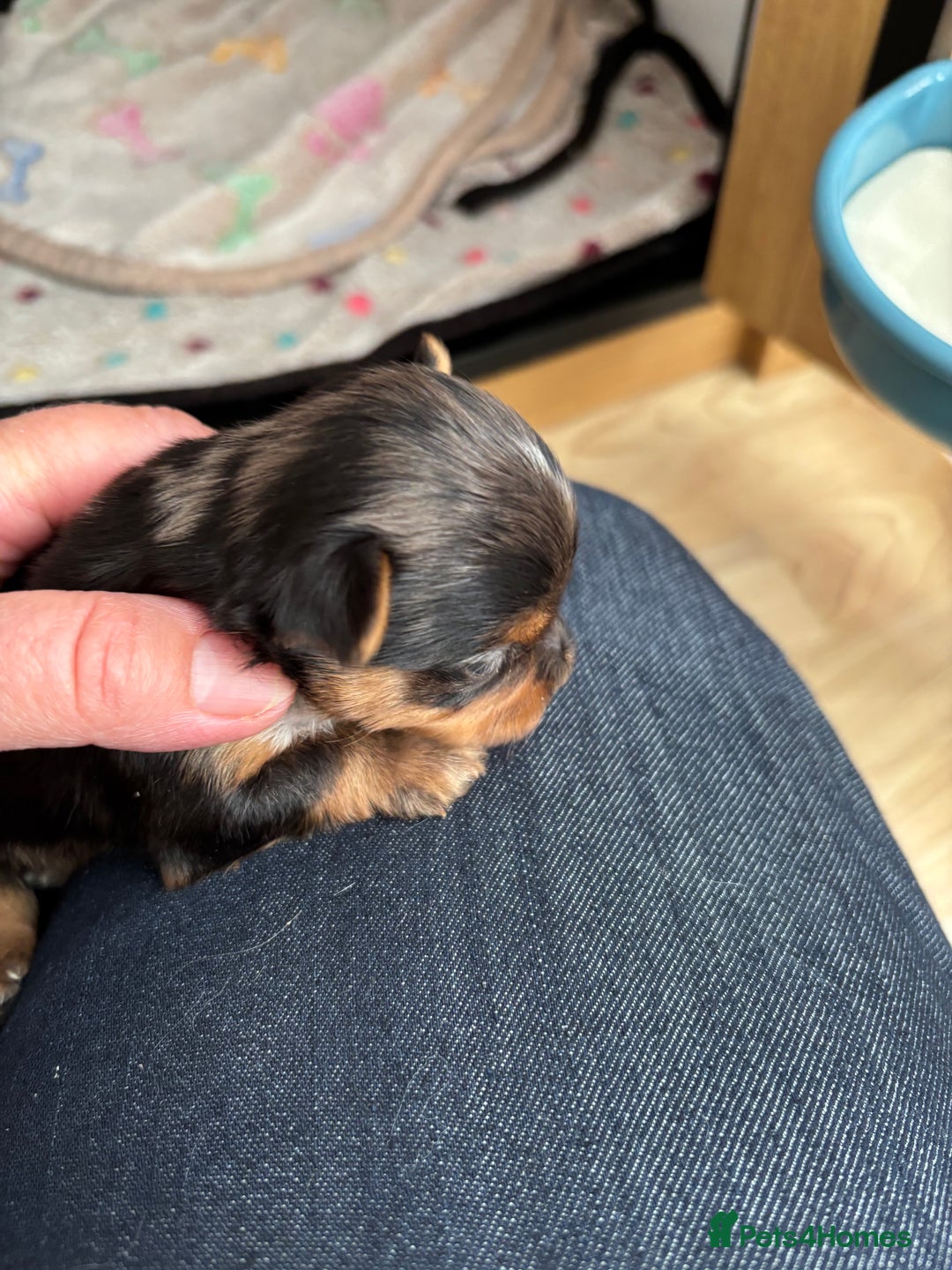 Yorkshire Terrier dogs for sale: Yorkshire terriers - Image 12