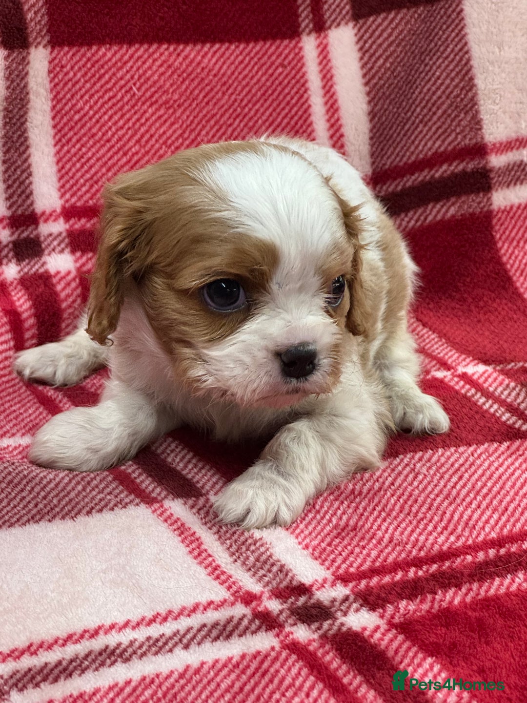 Cavalier King Charles Spaniel dogs for sale: Cavalier King Charles pups  - Advert 27