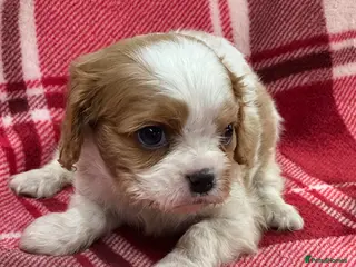 Cavalier King Charles Spaniel dogs Cavalier King Charles pups - Advert 6