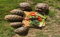 Tortoise reptiles for sale: Herman’s Tortoise Hatchlings  - Image 5