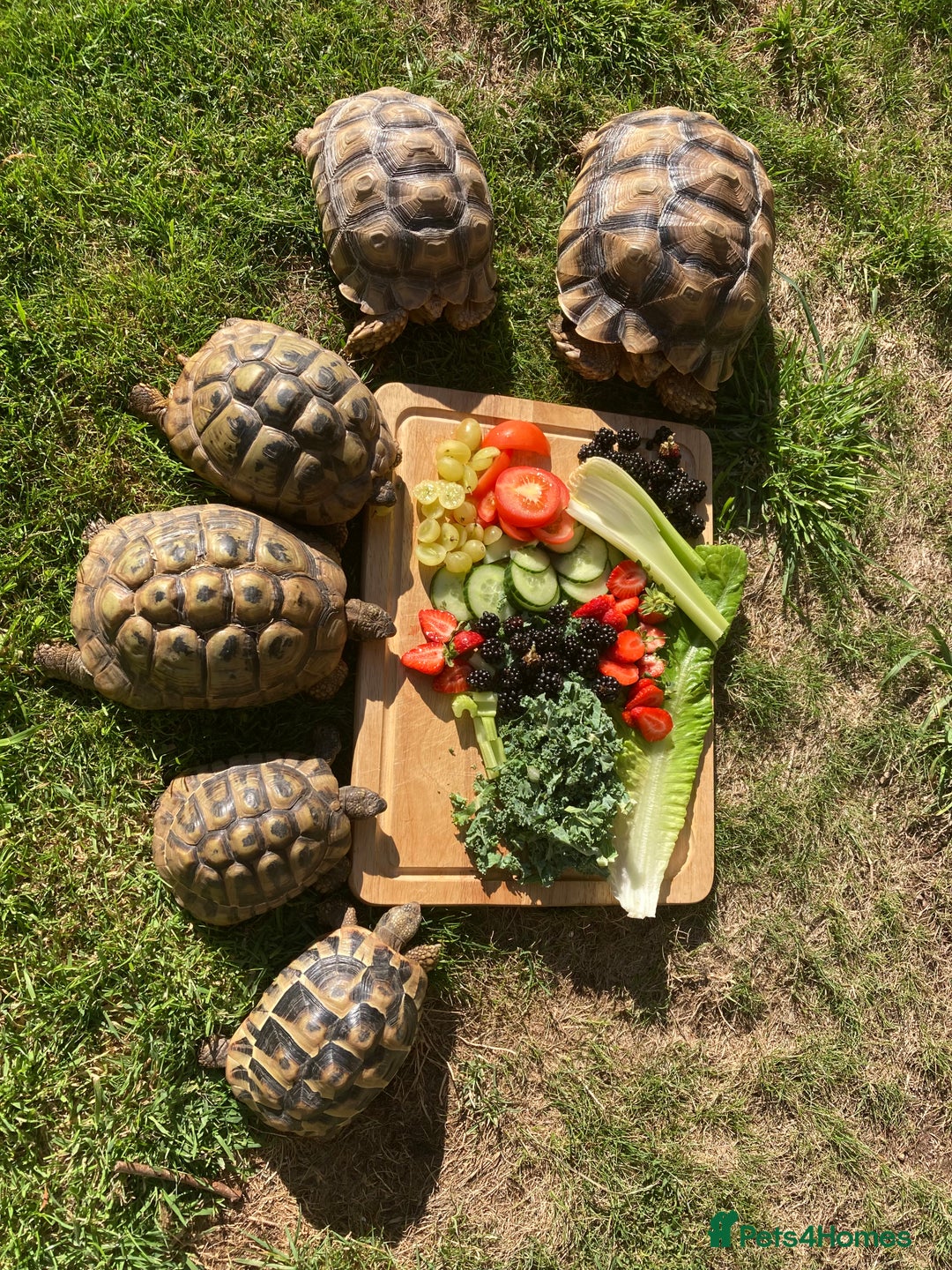 Tortoise reptiles for sale: Herman’s Tortoise Hatchlings  - Image 5