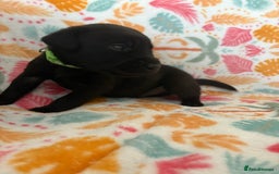 Labrador Retriever dogs for sale: Black Labrador puppies - Image 12