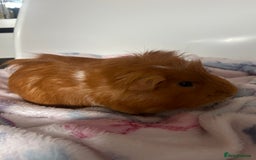 Guinea Pig rodents for sale: 2 Male Guinea Pigs + Large Cage – 5 Months Old - Image 3